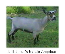 Nigerian Dwarf