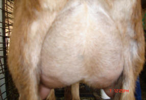 clematis rear 2011