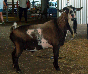 Nigerian Dwarf