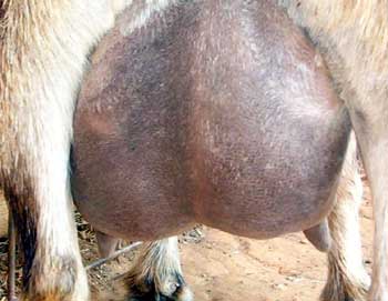 Nigerian Dwarf