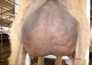 sericea rear 2011