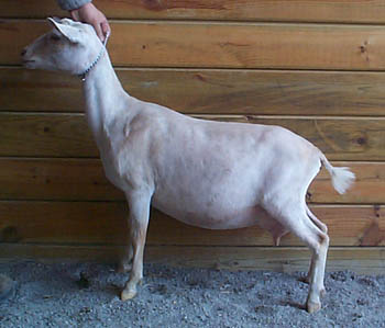 Nigerian Dwarf
