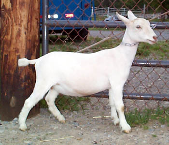 Nigerian Dwarf