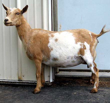 Nigerian Dwarf