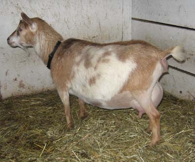 Nigerian Dwarf