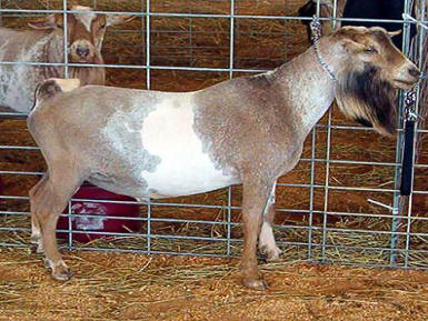Nigerian Dwarf, SM3Pines CRE Virtue