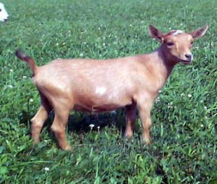 Nigerian Dwarf