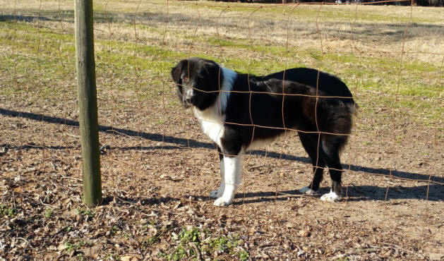 karakachan dog 