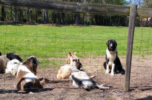 karakachan livestock guardian