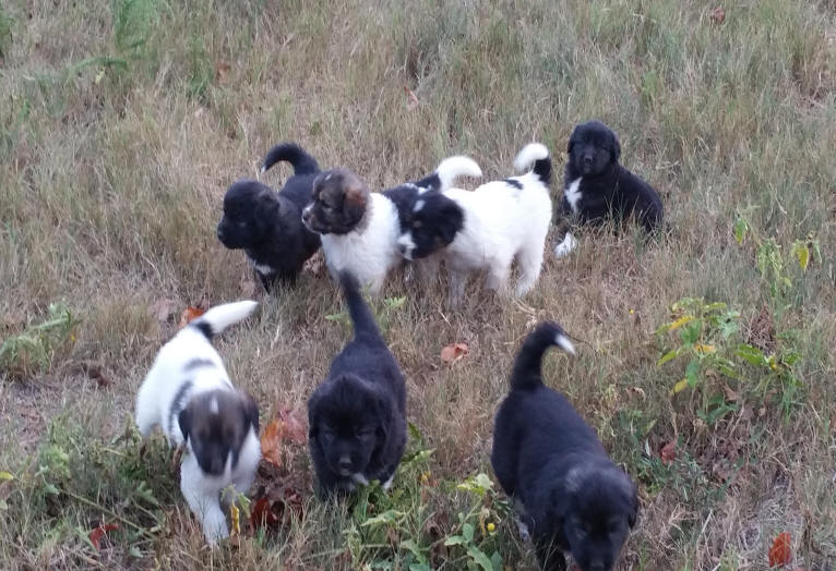 karakachan puppies