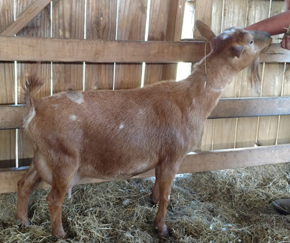 Fairland Farm CQ Eclipse