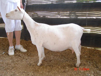 Woodhaven Farms Cowgirl