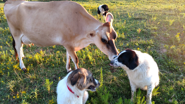 karakachan dogs