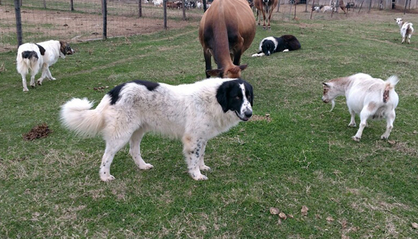 karakachan dog