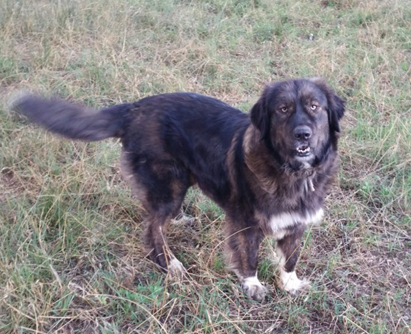 Karakachan livestock guardian dog cheap