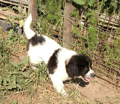 karakachan puppy