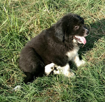 karakachan puppy